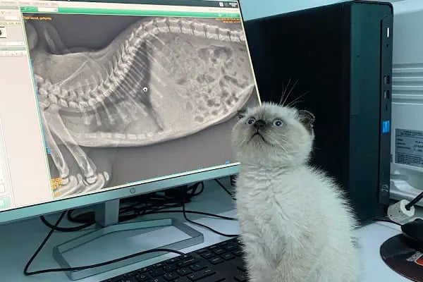 Adana Lotus Veteriner Kliniği - Resim 9