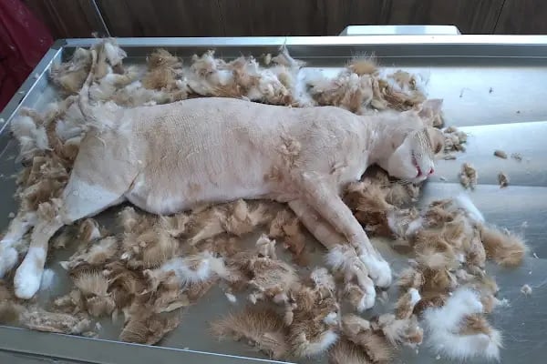 Bağbaşı Hypatia Veteriner Kliniği - Resim 18