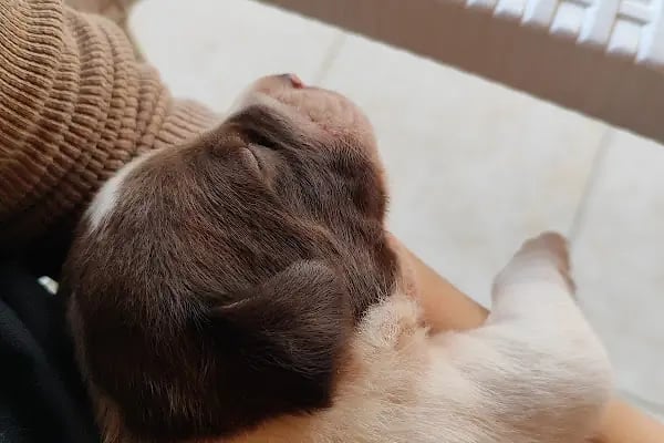 Bağbaşı Hypatia Veteriner Kliniği - Resim 14