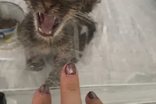 Bağbaşı Hypatia Veteriner Kliniği - Resim 20