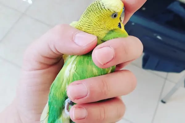 Bağbaşı Hypatia Veteriner Kliniği - Resim 8