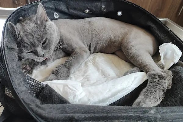 Bağbaşı Hypatia Veteriner Kliniği - Resim 17