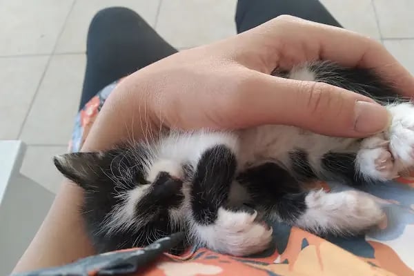 Bağbaşı Hypatia Veteriner Kliniği - Resim 12