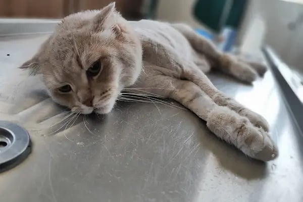 Bağbaşı Hypatia Veteriner Kliniği - Resim 6