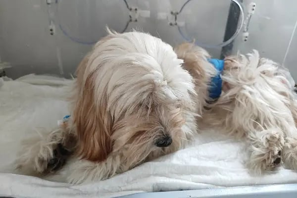 Bağbaşı Hypatia Veteriner Kliniği - Resim 16