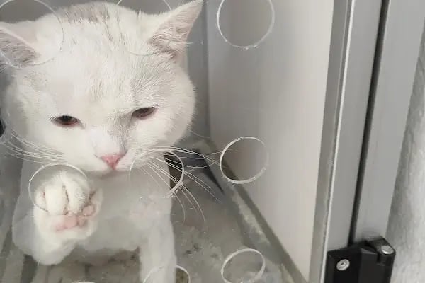Bağbaşı Hypatia Veteriner Kliniği - Resim 1