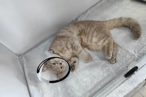 Bağbaşı Hypatia Veteriner Kliniği - Resim 4