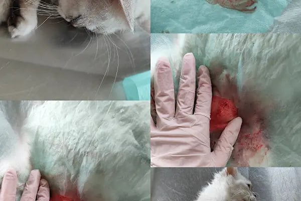 Bağbaşı Hypatia Veteriner Kliniği - Resim 10