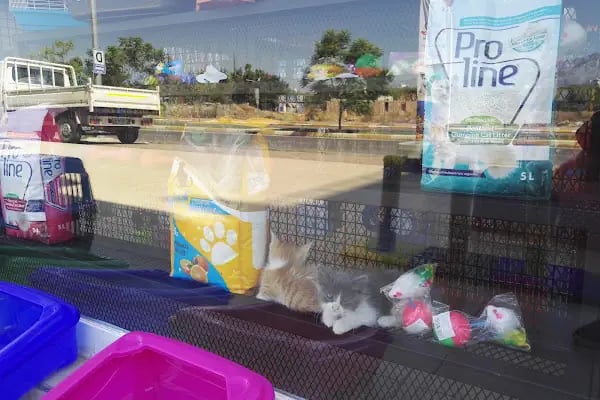 Akd Petshop Ve Akvaryum - Resim 5