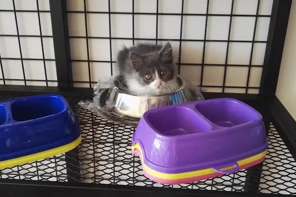 Akd Petshop Ve Akvaryum - Resim 10
