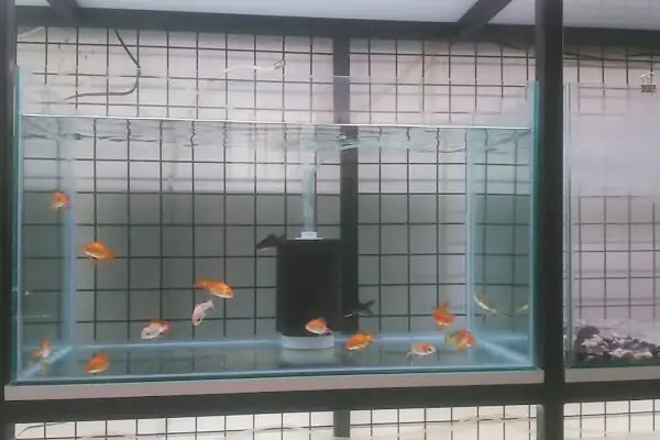 Akd Petshop Ve Akvaryum - Resim 19
