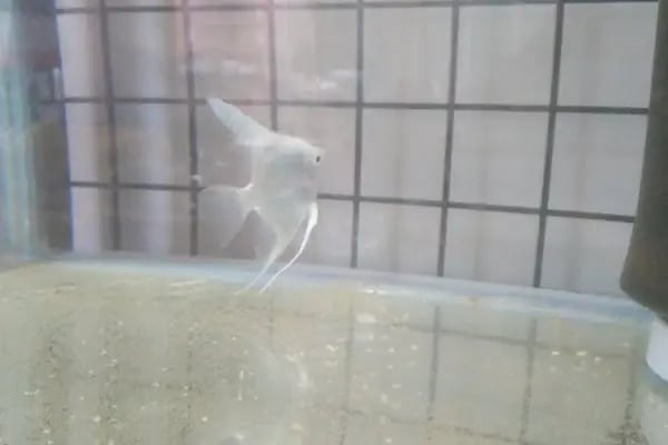 Akd Petshop Ve Akvaryum - Resim 16