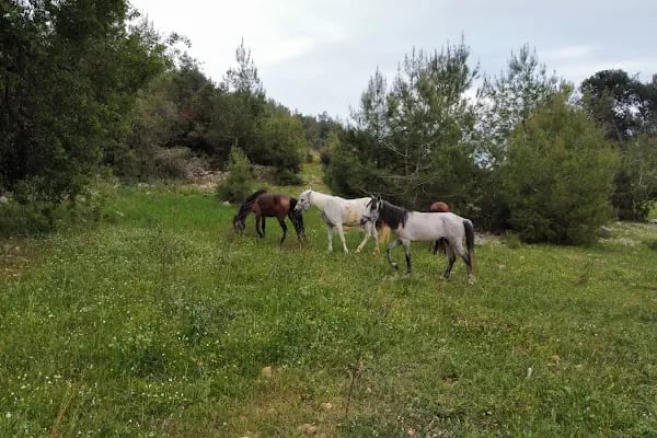 Nefes Binicilik - Resim 4
