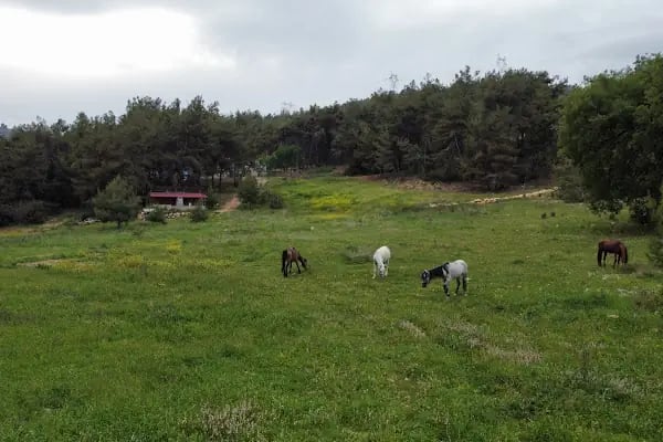 Nefes Binicilik - Resim 9