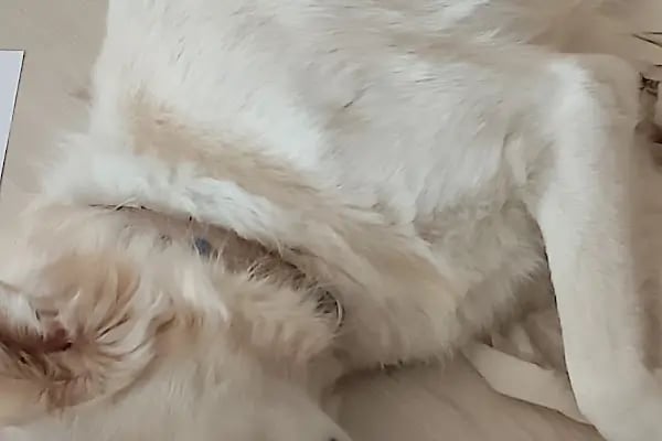 Çukurova Pet - Resim 5