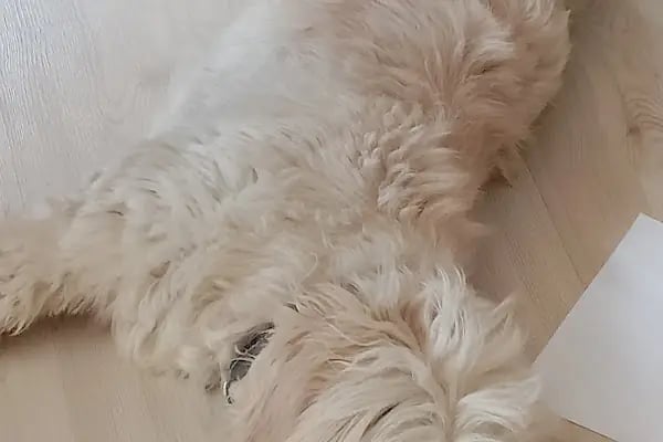 Çukurova Pet - Resim 9