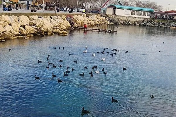 Barınak Cafe - Resim 13