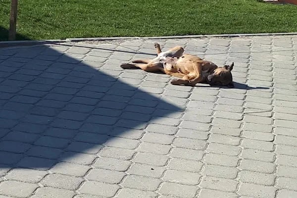 Buca Belediyesi Sokak Hayvanları Rehabilitasyon Merkezi BUCA RM - Resim 7