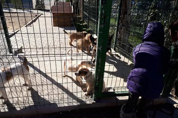 Buca Belediyesi Sokak Hayvanları Rehabilitasyon Merkezi BUCA RM - Resim 14