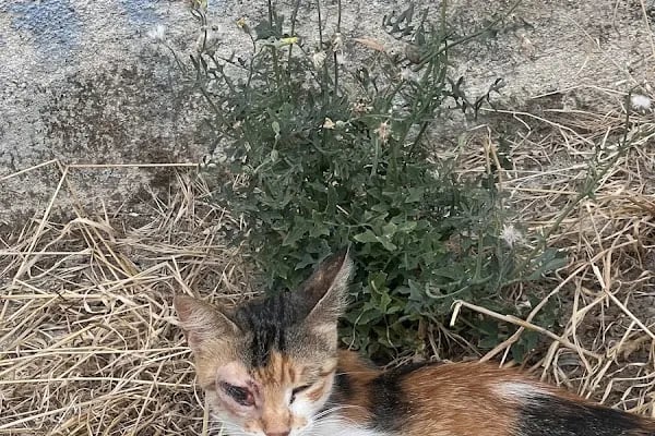 Buca Belediyesi Sokak Hayvanları Rehabilitasyon Merkezi BUCA RM - Resim 6