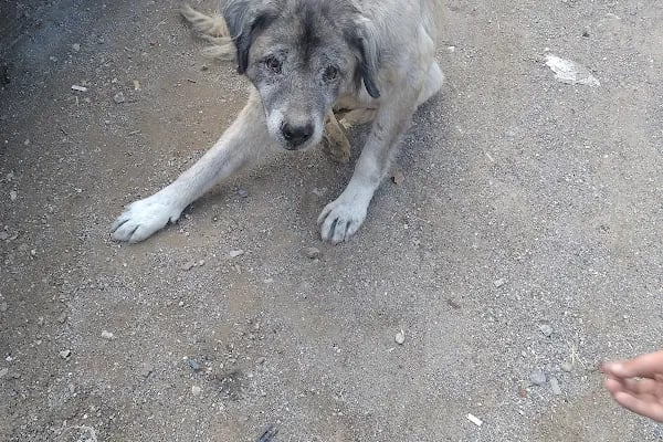 Buca Belediyesi Sokak Hayvanları Rehabilitasyon Merkezi BUCA RM - Resim 12