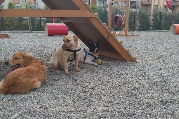 Buca Belediyesi Sokak Hayvanları Rehabilitasyon Merkezi BUCA RM - Resim 16