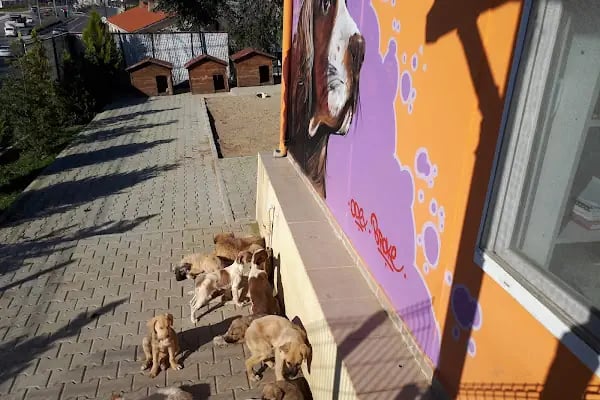 Buca Belediyesi Sokak Hayvanları Rehabilitasyon Merkezi BUCA RM - Resim 4