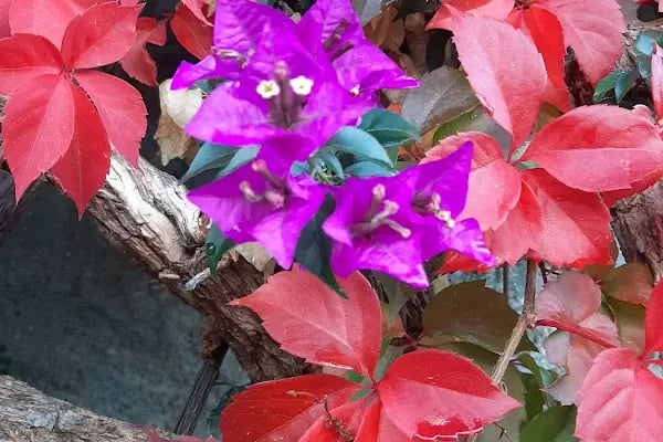 LOCA BODRUM SİTESİ - Resim 15