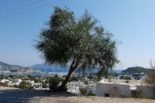 Antique Theatre Otel - Resim 17