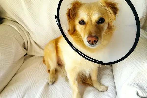 Alanya Meltem's Veteriner Kliniği / Ветеринар / Petshop / Grooming / зоомагазин / Аптека - Resim 11