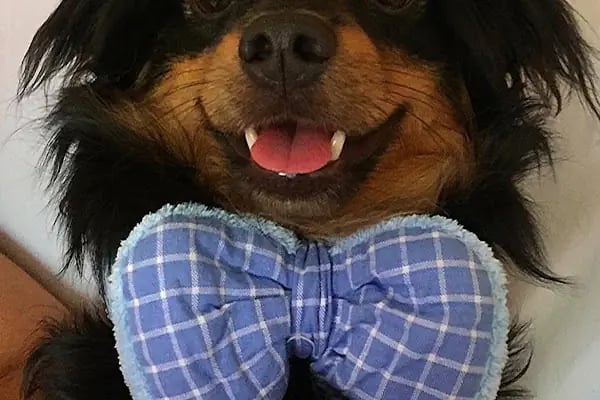 Alanya Meltem's Veteriner Kliniği / Ветеринар / Petshop / Grooming / зоомагазин / Аптека - Resim 14