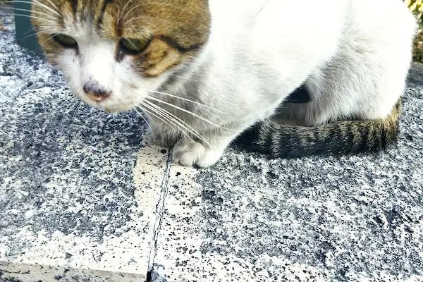 Alanya Meltem's Veteriner Kliniği / Ветеринар / Petshop / Grooming / зоомагазин / Аптека - Resim 6