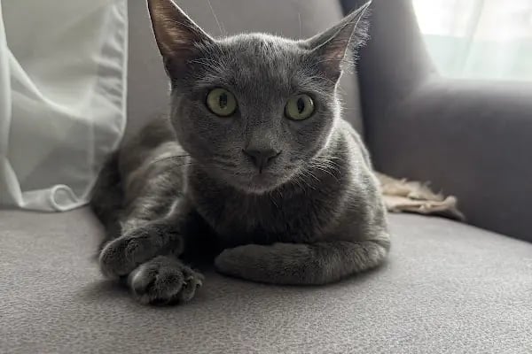 Vetmoon Veteriner Kliniği - Resim 4