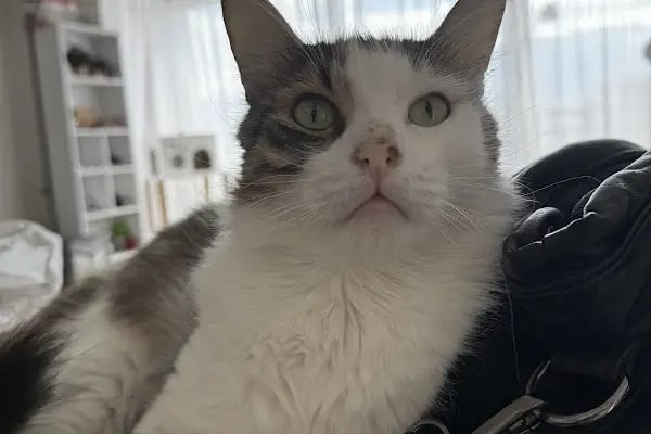 Vetmoon Veteriner Kliniği - Resim 8