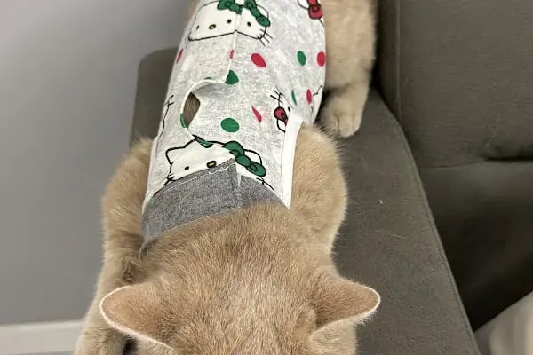 Vetmoon Veteriner Kliniği - Resim 10