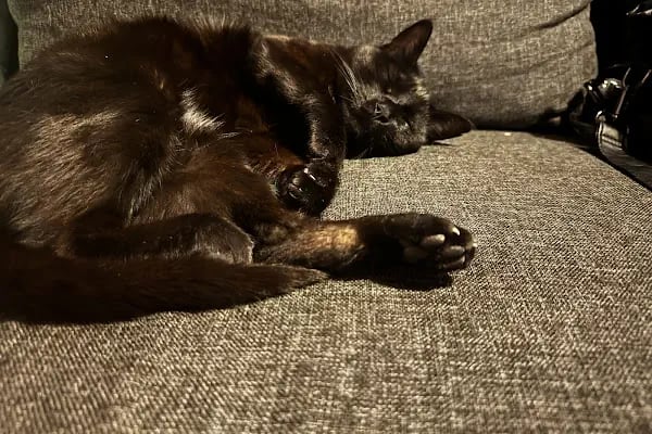 Vetmoon Veteriner Kliniği - Resim 5