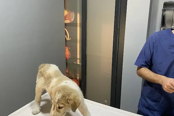 Vetmoon Veteriner Kliniği - Resim 9