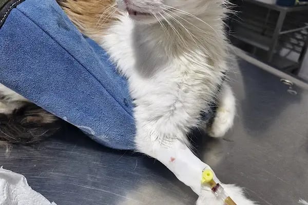Akçay Veteriner Kliniği - Resim 6