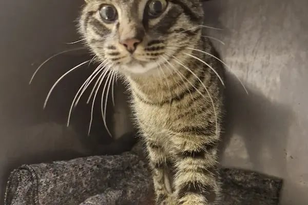 Akçay Veteriner Kliniği - Resim 12