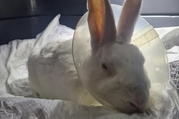Akçay Veteriner Kliniği - Resim 19
