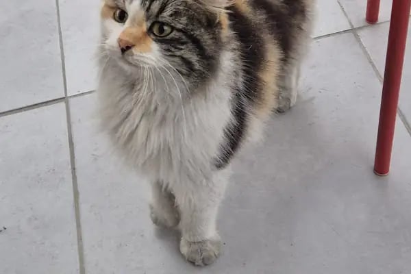 Akçay Veteriner Kliniği - Resim 11