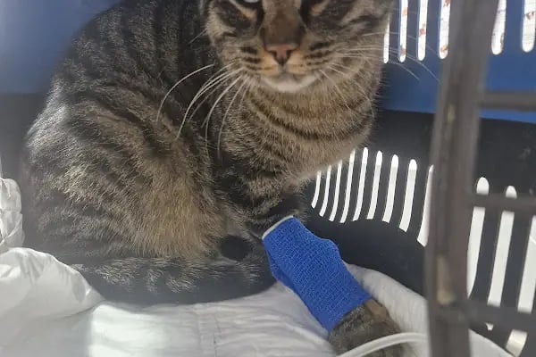 Akçay Veteriner Kliniği - Resim 3