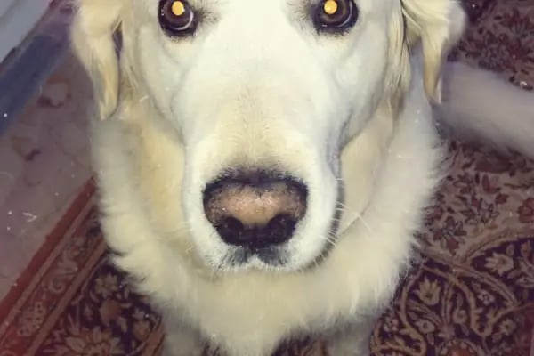 Akçay Veteriner Kliniği - Resim 16