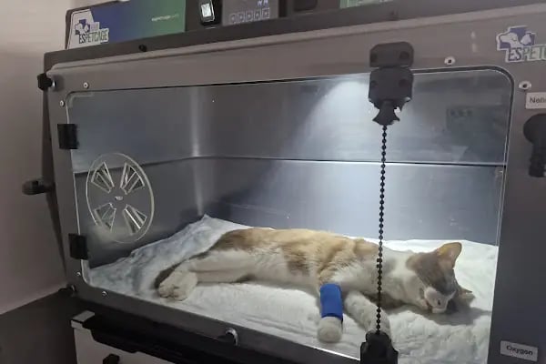 Akçay Veteriner Kliniği - Resim 4