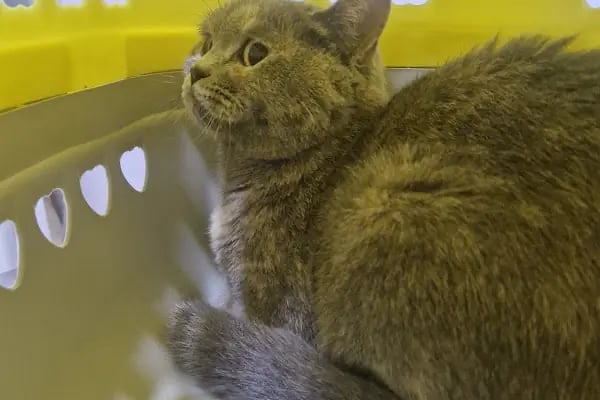 Akçay Veteriner Kliniği - Resim 2