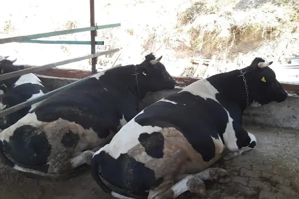 Efeoğlu Tabiat Parkı - Resim 15