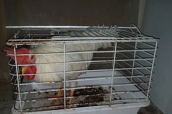 ON NUMARA PET SHOP - Resim 19