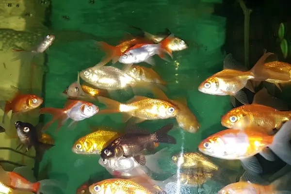 ON NUMARA PET SHOP - Resim 1