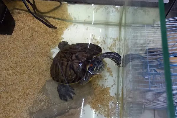 BERİL AKVARYUM PETSHOP - Resim 12