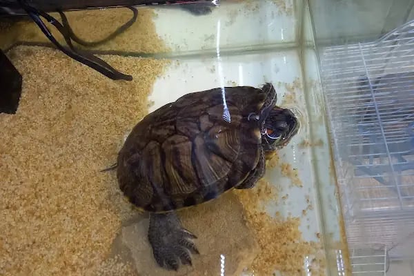 BERİL AKVARYUM PETSHOP - Resim 20
